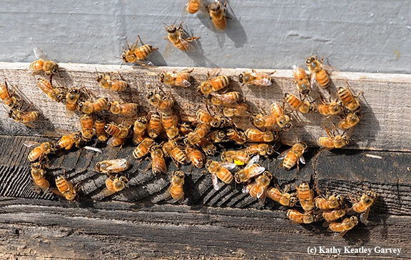 Honey bees laden with pollen returning to their colony. (Photo by Kathy Keatley Garvey)
