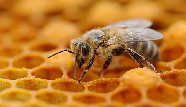 Newly emerged worker bee (Photo by Kathy Keatley Garvey)