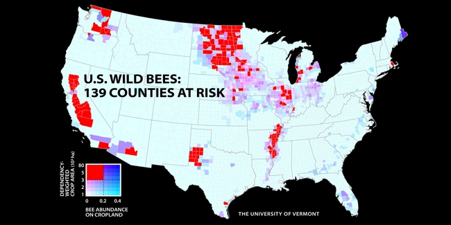 This map shows the decline of wild bees in the United States. (University of Vermont)