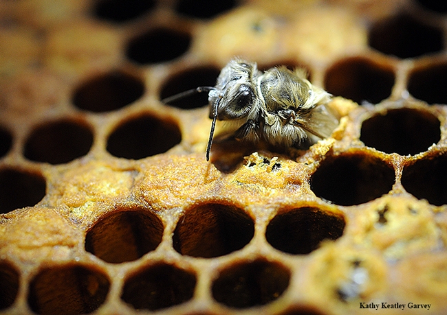 A newly emerged honey bee worker. (Photo by Kathy Keatley Garvey)