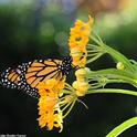 A monarch butterfly nectaring on its host plant, milkweed, in Vacavile, Calif. Monarchs west of the Rockies overwinter along the California coast, and monarchs east of the Rockers overwinter in central Mexico. (Photo by Kathy Keatley Garvey)