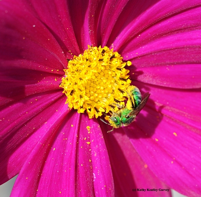 A female ultra green sweat bee, Agapostemon texanus, nectaring on cosmos. (Photo by Kathy Keatley Garvey)