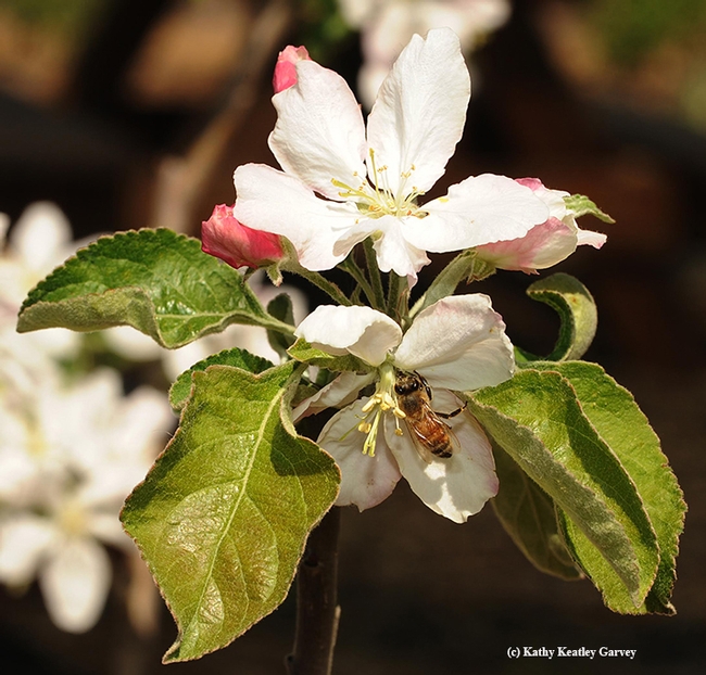 Honey bee pollinating an apple blossom. (Photo by Kathy Keatley Garvey)