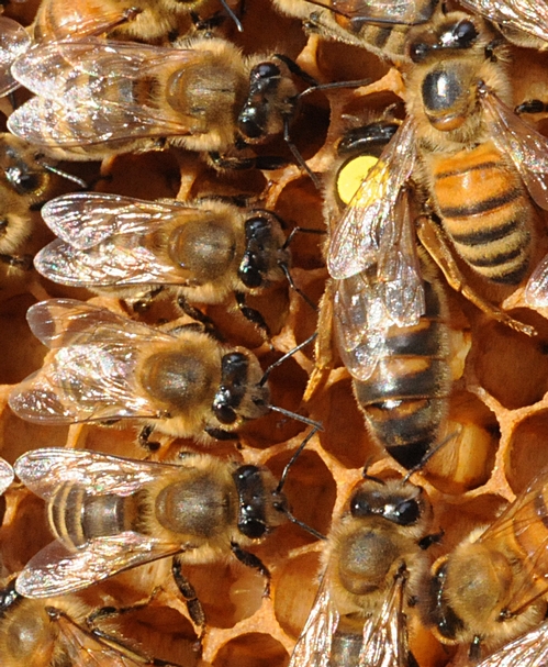 WORKER BEES are lined up in perfect formation as they tend to the queen bee. (Photo by Kathy Keatley Garvey)