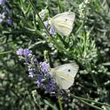 Two cabbage white butterflies foraging on catmint in the summer of 2008 in Vacaville, Solano County. (Photo by Kathy Keatley Garvey)