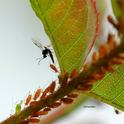 A wasp  parasitizing aphids. These wasps are from the family Aphidiinae. (Photo by Fran Keller)