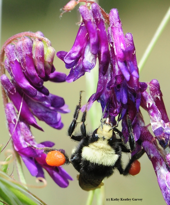 A yellow-faced bumble bee nectaring on vetch in May 2015 at Hastings Natural History Reserve. (Photo by Kathy Keatley Garvey)
