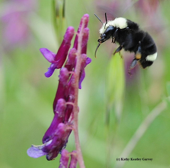 A yellow-faced bumble bee, Bombus vosnesenskii, heads for vetch at the Hastings Natural History Reserve. (Photo by Kathy Keatley Garvey)
