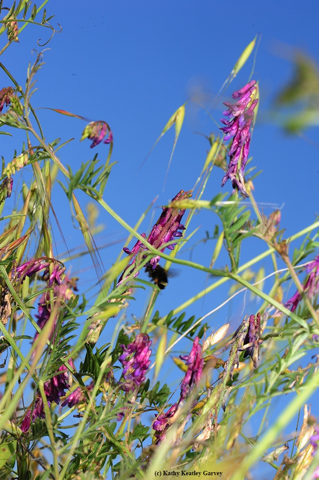 Blue sky, vetch, a yellow-faced bumbe bee and all's right with the world. This photo was taken in May 2015 at the Hastings Natural History Reserve. (Photo by Kathy Keatley Garvey)