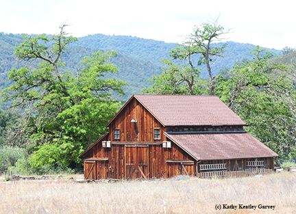 Picturesque barn dominates the landscape of the Hastings Natural History Preserve.   Homesteader John Scott build the barn in 1863 with rough hewn beams and supports. (Photo by Kathy Keatley Garvey)