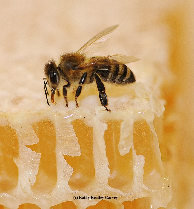 A honey bee on a  honey comb. (Photo by Kathy Keatley Garvey)