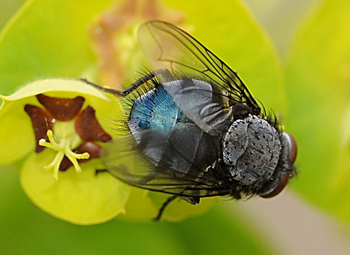 SHOWING BLUE--The blue bottle fly is distinguished by the metallic blue-silvery gray coloring on its thorax and abdomen. (Photo by Kathy Keatley Garvey)