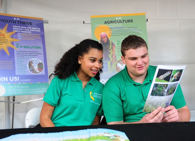 California State 4-H Ambassadors Justina Sharp of Sacramento and Lyle Glass of Vacaville look over literature to give out at the 2015 California Agriculture Day at the State Capitol. (Photo by Kathy Keatley Garvey)