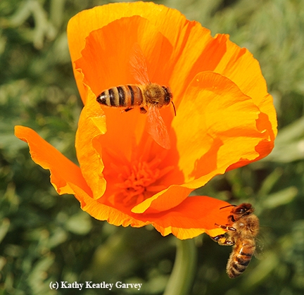 Two honey bees on a California golden poppy. (Photo by Kathy Keatley Garvey)