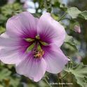 A honey bee foraging on a bush mallow, Lavatera maritima, in the UC Davis Arboretum,in the vicinity of the Mediterranean Collection, back of the Storer Garden. (Photo by Kathy Keatley Garvey)