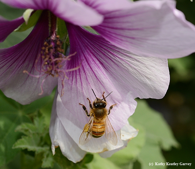 A little pollen? A little! A honey bee foraging on the hibiscus-like blossom of a bush mallow. (Photo by Kathy Keatley Garvey)