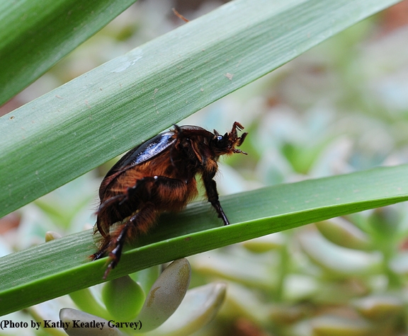 A beetle, thought to be Pleocoma fimbriata,walks on a leaf. (Photo by Kathy Keatley Garvey)
