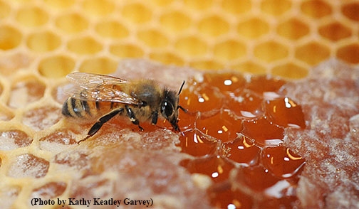Honey bee on honeycomb. (Photo by Kathy Keatley Garvey)