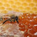 Honey bee on honeycomb. (Photo by Kathy Keatley Garvey)