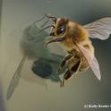 A honey bee casting a shadow on a windshield. (Photo by Kathy Keatley Garvey)