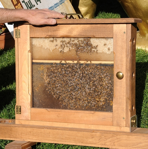 GLASSED-IN bee observation hive at the California Agriculture Day, held March 23 on the state capitol grounds, was a big attraction. (Photo by Kathy Keatley Garvey)
