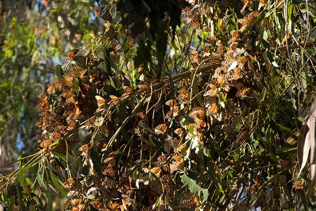 Overwintering monarchs at the  Coronado Butterfly Preserve in Ellwood, Calif. (Photo by Louie Yang)