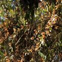 Overwintering monarchs at the  Coronado Butterfly Preserve in Ellwood, Calif. (Photo by Louie Yang)