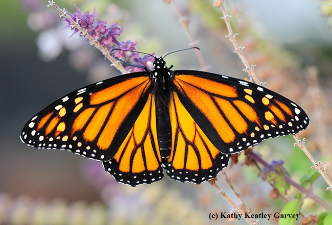 Female monarch butterfly. Image taken in Vacaville, Calif. (Photo by Kathy Keatley Garvey)