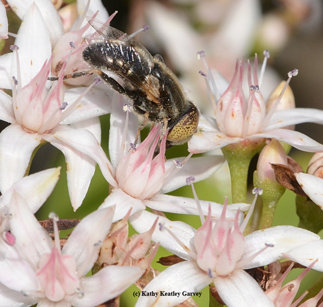 European syrphid fly forages  on jade at the Benicia Capitol State Historic Park.  This is a Eristalinus aenus.(Photo by Kathy Keatley Garvey)