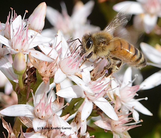 A honey bee foraging on jade at the Benicia Capitol State Historic Park. (Photo by Kathy Keatley Garvey)
