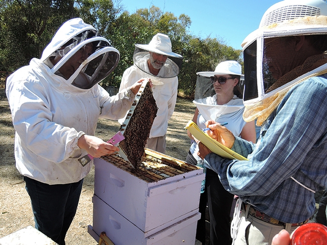 Extension apiculturist Elina Niño of the UC Davis Department of Entomology and Nematology, is shown here working with beekeeping course students. She will be a speaker at the 