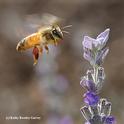 Seeing red...a honey bee packing red pollen heads for lavender. (Photo by Kathy Keatley Garvey)