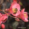 Honey bee foraging on flowering quince. (Photo by Kathy Keatley Garvey)