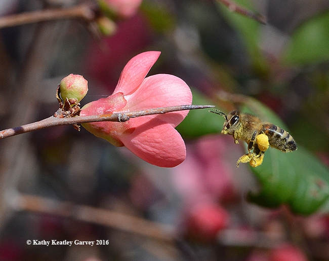 Honey bee adjusting her load. (Photo by Kathy Keatley Garvey)