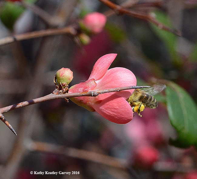 The entrance: a honey bee enters a quince blossom. (Photo by Kathy Keatley Garvey)