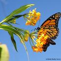 Monarch butterfly feeding on milkweed. (Photo by Kathy Keatley Garvey)