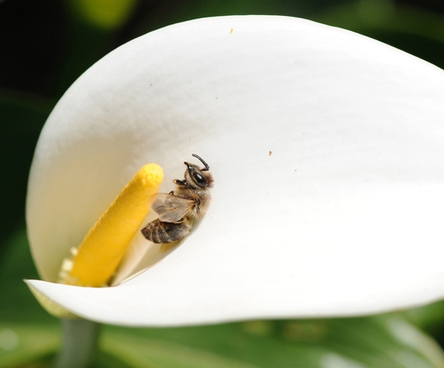 HONEY BEE lies still on a white calla lily in the Carolee Shields White Flower Garden at the UC Davis Arboretum. (Photo by Kathy Keatley Garvey)