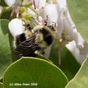 Bumble bee, Bombus melanopygus, foraging in manzanita on Feb. 12. (Photo by Allan Jones)