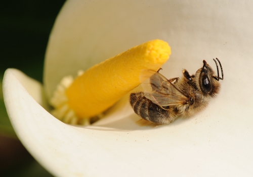 A SPIDER lurking inside the calla lily could have killed this honey bee, speculated Extension apiculturist Eric Mussen of the UC Davis Department of Entomology faculty. (Photo by Kathy Keatley Garvey)