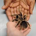 Exchanging a curly haired tarantula at the Bohart Museum of Entomology. (Photo by Kathy Keatley Garvey)