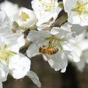 Honey bee pollinating an almond blossom. California now has a million acres of almonds, and each acre requires two colonies for pollination. (Photo by Kathy Keatley Garvey)