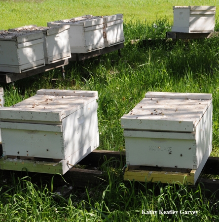 Bee hives for pollination. (Photo by Kathy Keatley Garvey)