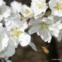 A honey bee heads toward almond blossoms on Bee Biology Road, UC Davis. (Photo by Kathy Keatley Garvey)