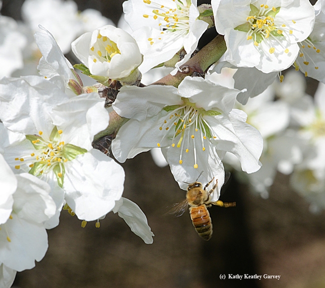 A honey bee doesn't need to be told where to go and what to do. (Photo by Kathy Keatley Garvey)