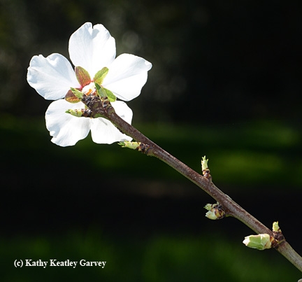 A beckoning almond blossom. (Photo by Kathy Keatley Garvey)