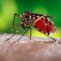 Aedes aegypti, the daytime-biting mosquito that prefers human blood. (CDC Photo)