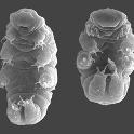 The tardigrade is also called a water bear or moss piglet. This species is Hypsibius dujardini. (Photo courtesy of Wikipedia)