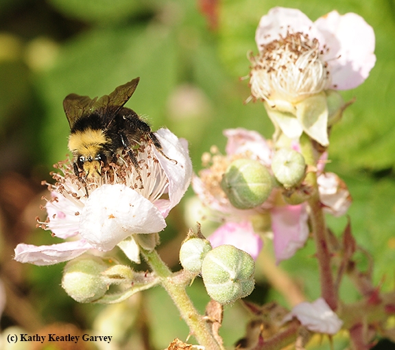 A yellow-faced bumble bee, Bombus vosnesenskii, foraging on a blackberry blossom. (Photo by KathY Keatley Garvey)