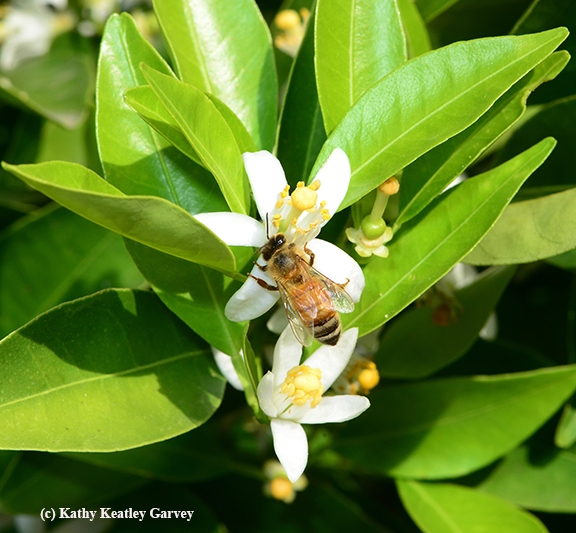 A honey bee pollinating a tangerine blossom. (Photo by Kathy Keatley Garvey)