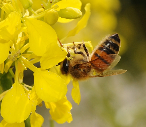A GYMNASTIC honey bee gathering nectar from mustard. (Photo by Kathy Keatley Garvey)